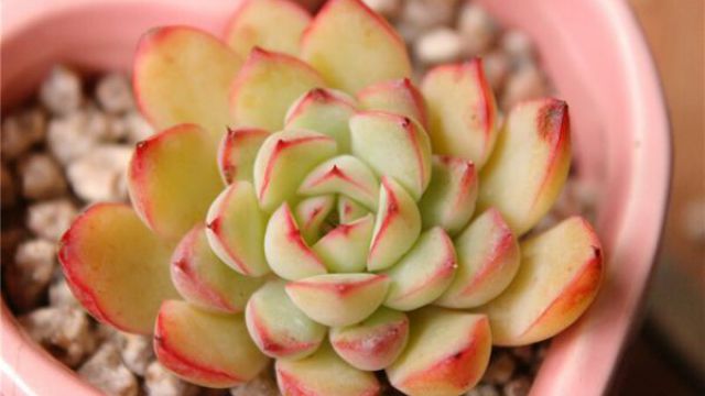 多肉植物侧芽怎么处理(多肉植物侧芽怎么处理好)