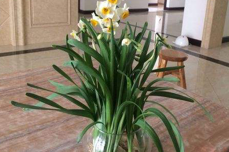 水培水仙花开花期的养护