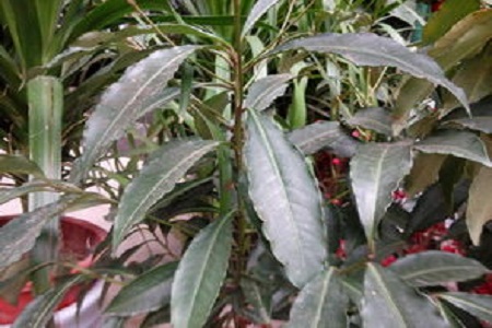 朱砂根的养殖方法和注意事项冬季