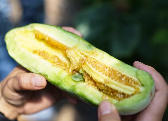 羊角蜜没熟能吃吗没熟的羊角蜜能放熟吗(没熟的羊角蜜的籽是白色的吗)