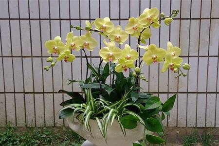 蝴蝶兰开出怎样的花