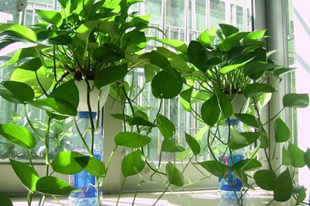 绿萝怎么养才能有垂叶呢