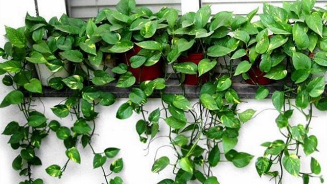 绿萝怎么养才能有垂叶(绿萝怎么养才能有垂叶呢)