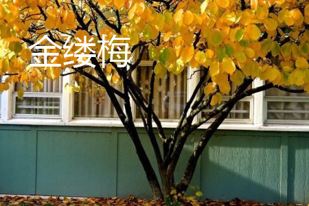 银缕梅盆景图片欣赏