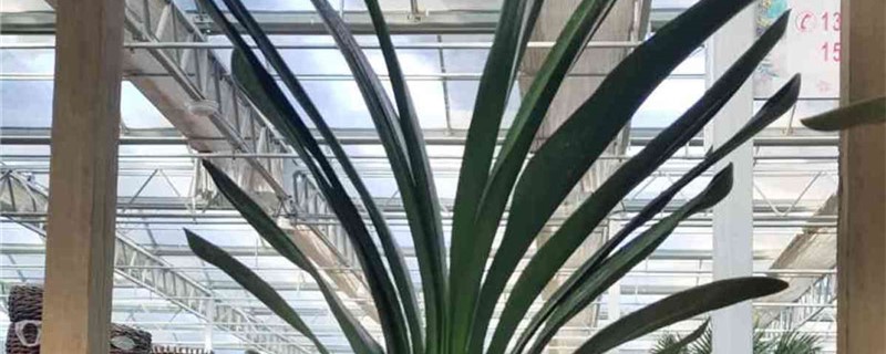 君子兰叶子下垂怎么处理(君子兰叶子耷拉下来怎么办)