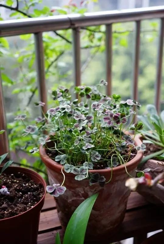 年代小日子过的真好笔趣阁