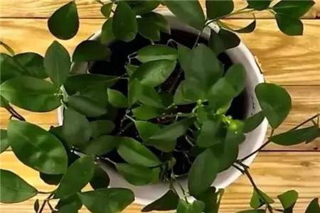 尿不湿放花盆养花可以吗