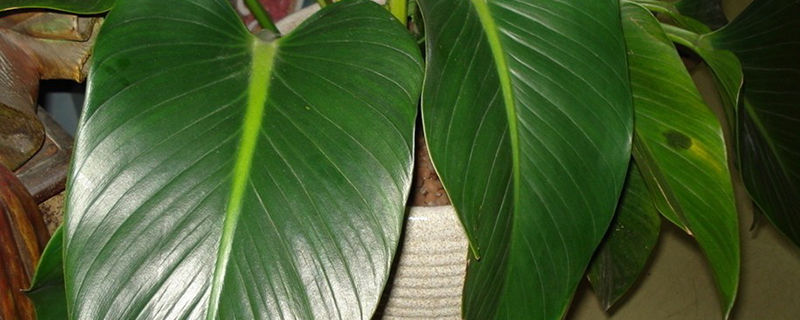 绿钻怎么养殖(绿钻如何养殖)