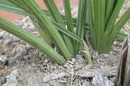 蕙兰的病害防治方法视频