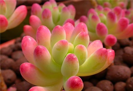 多肉植物侧芽怎么处理好