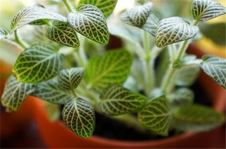 网纹草怎么养颜色鲜艳