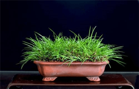 菖蒲多长时间浇一次水