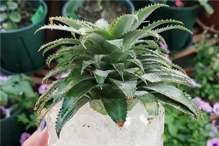 尿不湿放花盆养花可以吗