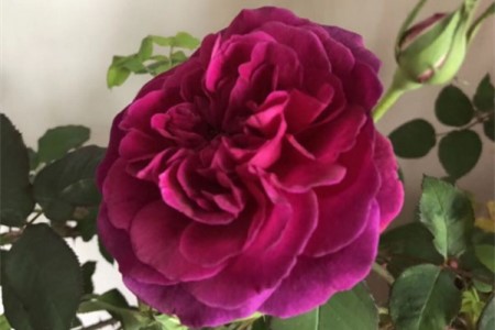 盆栽玫瑰花蔫了怎么办视频