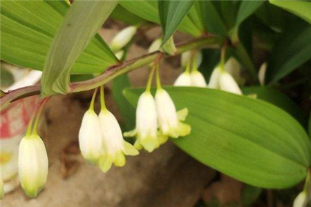 玉竹的叶子发黄怎么办?