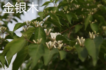 木银花和金银花