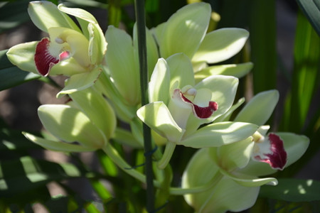 蕙兰的病害防治方法视频