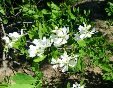 白鹃梅的病虫害防治方法视频