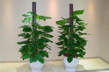 绿萝长太长了怎么布置