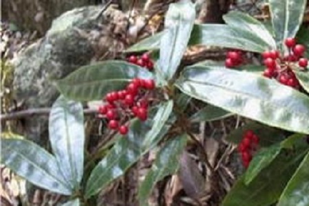 朱砂根的养殖方法和注意事项冬季