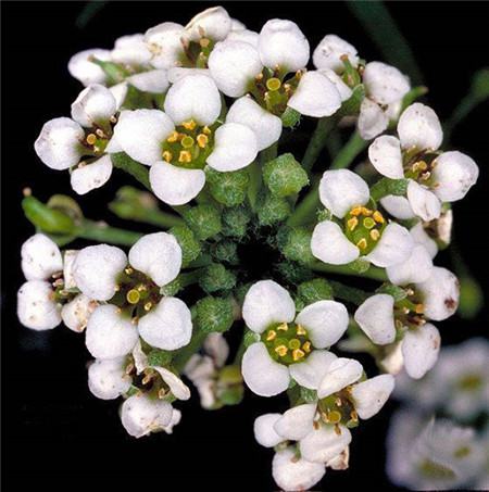 香雪球花期几月份修剪