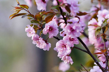 美人梅是梅花哪个系列