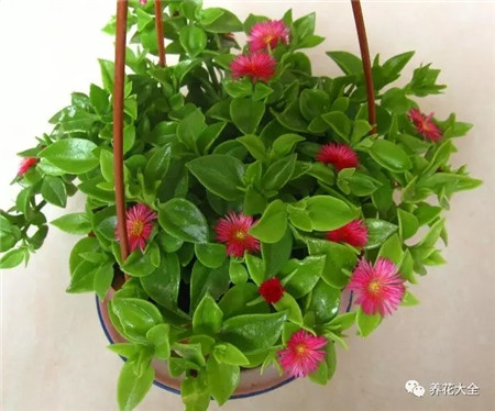 吊着长的花都有什么花