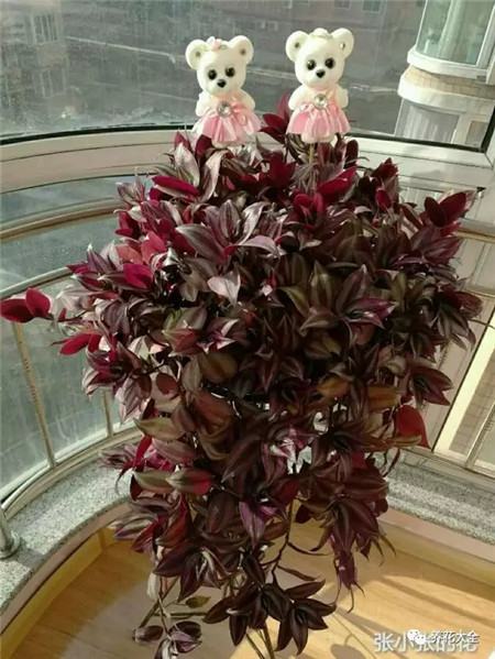 吊着长的花都有什么花