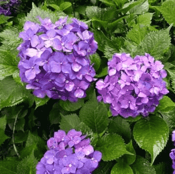 绣球花种子怎么种成活率高