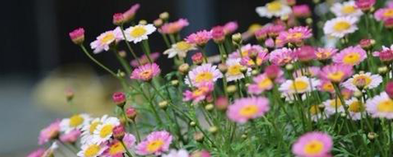 玛格丽特如何过冬(玛格丽特如何越冬)