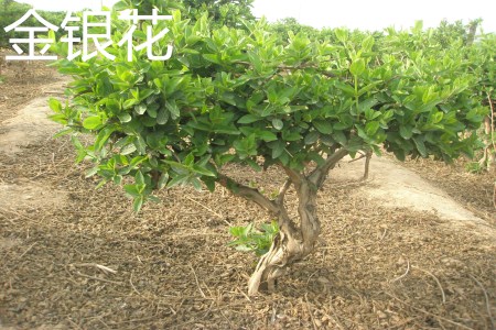 木银花和金银花