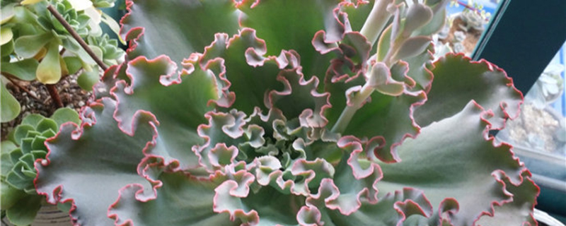 多肉植物女王花笠怎么养(多肉植物女王怎样养植)