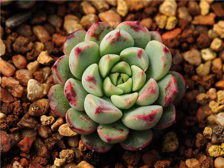 多肉植物侧芽怎么处理好