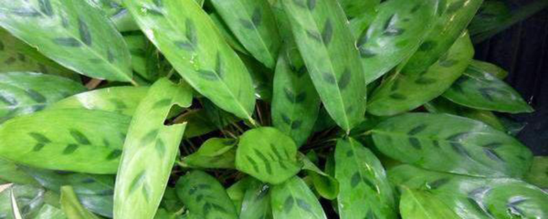 豹纹竹芋叶子卷曲枯萎
