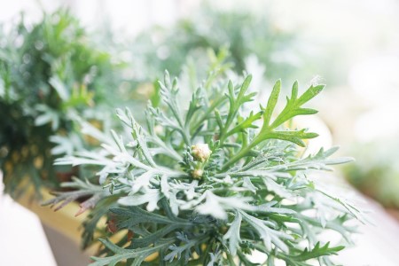 玛格丽特如何越冬