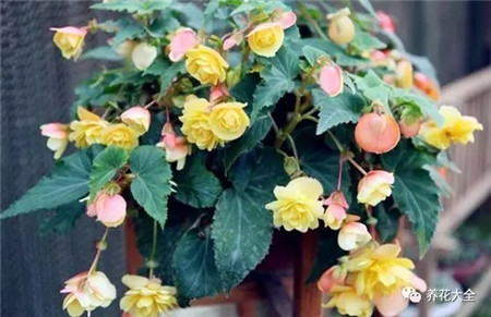 吊着长的花都有什么花