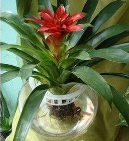 鸿运当头能不能放家里