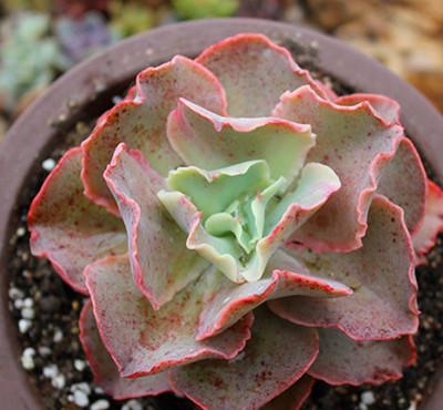 多肉植物女王怎样养植