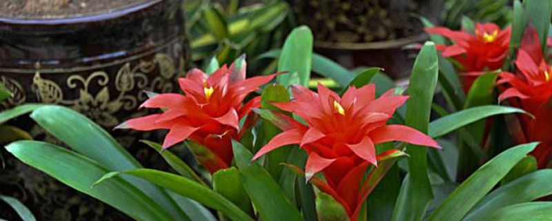 植物和动物的不同点(植物和动物的不同点有哪些)