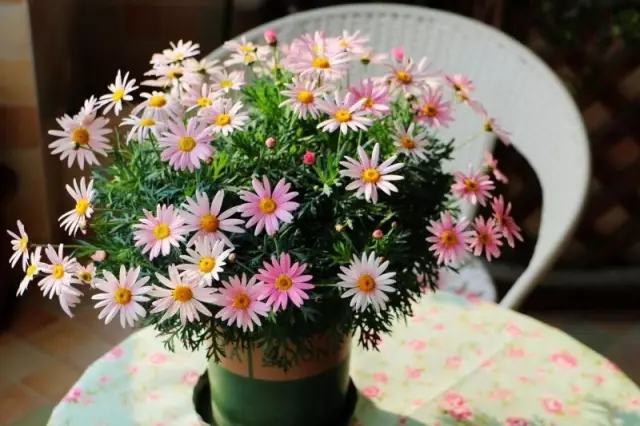 年代小日子过的真好笔趣阁