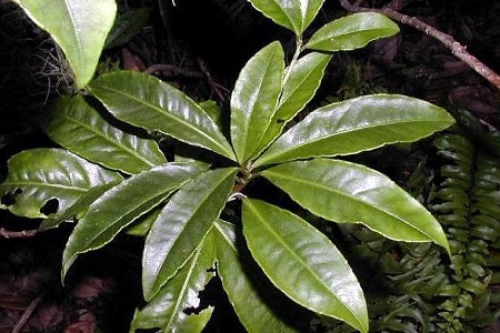 朱砂根的养殖方法和注意事项冬季