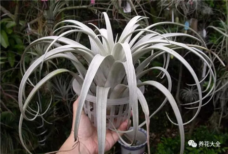 吊着长的花都有什么花