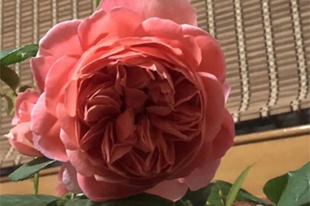 盆栽玫瑰花蔫了怎么办视频