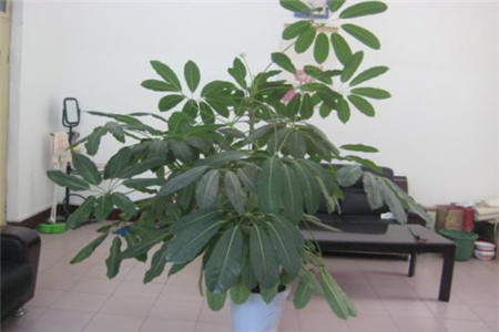 招财树的养殖方法图片