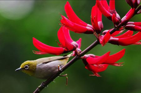 龙牙花的花型是