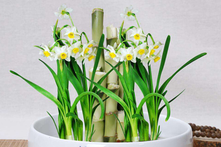 水培水仙花开花期的养护