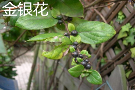木银花和金银花
