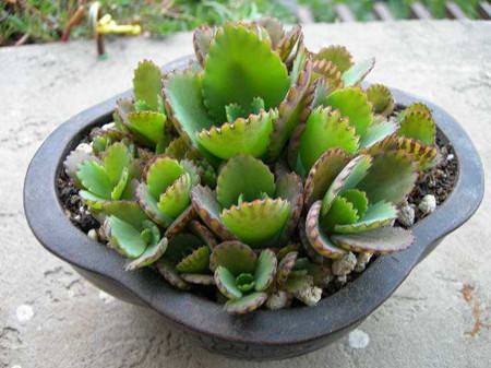 落地生根的繁殖方法和注意事项