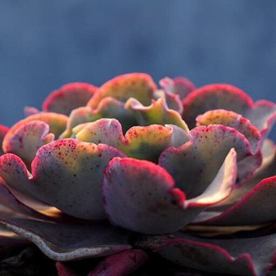 多肉植物女王怎样养植