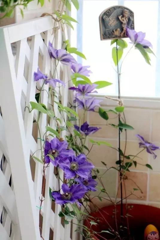 年代小日子过的真好笔趣阁